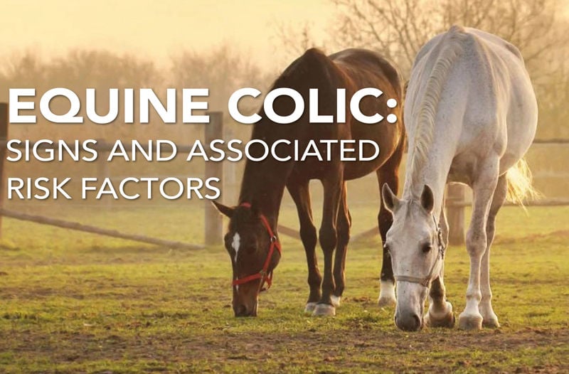 Equine Colic: Signs and Associated Risk Factors - Equine Science Matters™